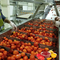 Lini Produksi Saus Pasta Kecap Tomat Komersial