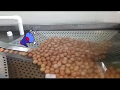 Pabrik pengolahan telur cair dengan pemecah telur dan pasteurisasi