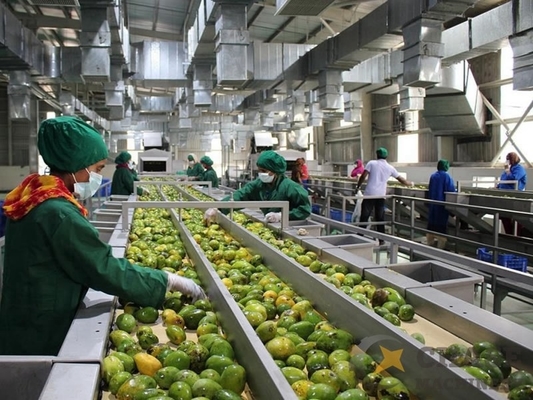 Set lengkap pabrik pengolahan jus mangga lini produksi buah kecil